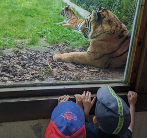 Lapte : les bambins de l&#039;école privée au zoo