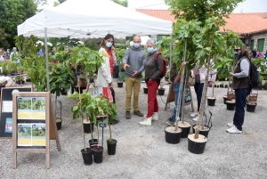 Les mains vertes se retrouvent à la Fête des plantes de Chavaniac-Lafayette