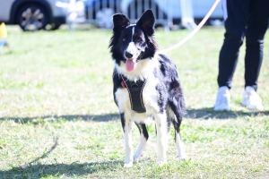 Retournac : une journée multi-activités réussie avec le club canin