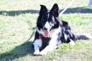 Retournac : une journée multi-activités réussie avec le club canin