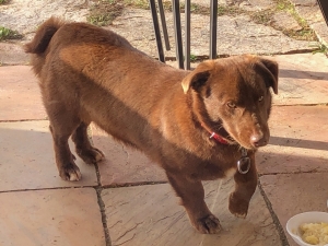 Un chien recueilli à Queyrières