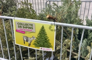 Bas-en-Basset : une collecte de sapins... pour nourrir les chèvres