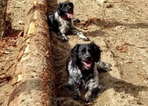 Raucoules : deux chiens de chasse volés deux fois en une semaine