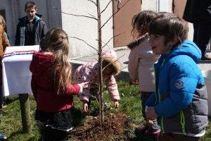 Un liquidambar a été planté. Crédit DR