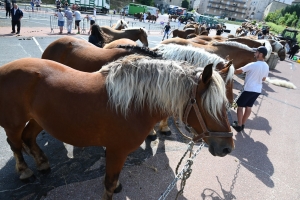 Yssingeaux : 60 juments comtoises jugées au concours de chevaux lourds