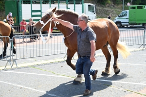 Yssingeaux : 60 juments comtoises jugées au concours de chevaux lourds