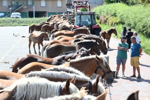 Yssingeaux : 60 juments comtoises jugées au concours de chevaux lourds