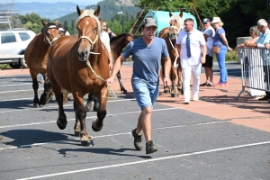 Yssingeaux : 60 juments comtoises jugées au concours de chevaux lourds