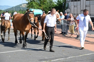 Yssingeaux : 60 juments comtoises jugées au concours de chevaux lourds