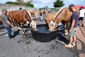 Yssingeaux : 60 juments comtoises jugées au concours de chevaux lourds