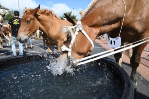 Yssingeaux : 60 juments comtoises jugées au concours de chevaux lourds