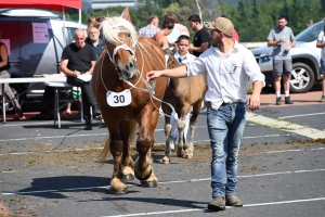 Yssingeaux : 60 juments comtoises jugées au concours de chevaux lourds