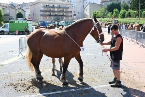 Yssingeaux : 60 juments comtoises jugées au concours de chevaux lourds