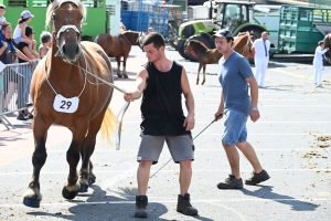 Yssingeaux : 60 juments comtoises jugées au concours de chevaux lourds