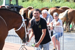 Yssingeaux : 60 juments comtoises jugées au concours de chevaux lourds