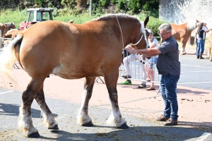 Yssingeaux : 60 juments comtoises jugées au concours de chevaux lourds