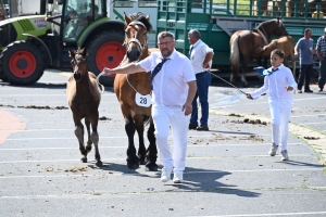 Yssingeaux : 60 juments comtoises jugées au concours de chevaux lourds