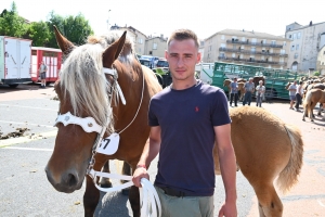 Yssingeaux : 60 juments comtoises jugées au concours de chevaux lourds