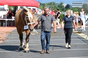 Yssingeaux : 60 juments comtoises jugées au concours de chevaux lourds