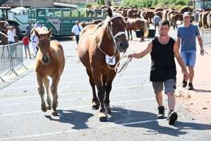 Yssingeaux : 60 juments comtoises jugées au concours de chevaux lourds