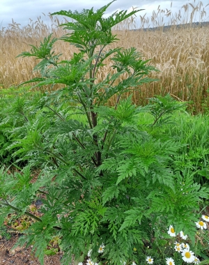 Un plant d&#039;ambroisie. Crédit Michel Convers