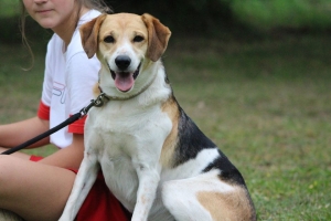 Retournac : une randonnée avec son chien dimanche matin