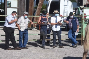 Les Estables : quarante chevaux comtois au premier concours estival