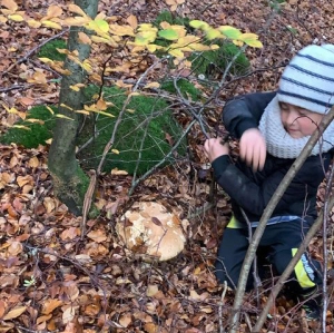 Le cèpe se trouvait au milieu des feuilles