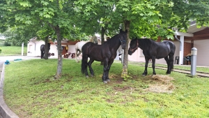 Valprivas : de Paris aux Saintes-Maries-de-la-Mer en cheval, ils reçoivent le renfort d&#039;un maréchal ferrant