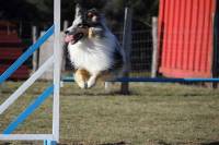 Club canin des sucs : un concours d&#039;agility dimanche au terrain du Chausse