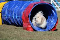 Club canin des sucs : un concours d&#039;agility dimanche au terrain du Chausse