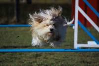 Club canin des sucs : un concours d&#039;agility dimanche au terrain du Chausse