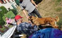 Montfaucon-en-Velay : les résidents de Saint-Nicolas en visite dans un élevage canin