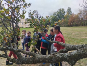 Yssingeaux : les écoliers de Jean-de-la-Fontaine étudient les arbres au château de Lavée