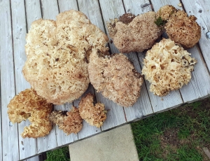 Lapte : une &quot;poule des bois&quot; de 2,357 kg