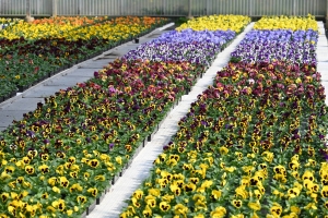 Yssingeaux : mettez des couleurs à la Toussaint avec la coupe garnie chez Chevalier Frères