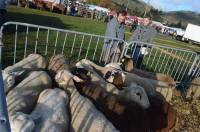 La foire aux ânes de Bas-en-Basset en images