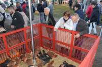 La foire aux ânes de Bas-en-Basset en images