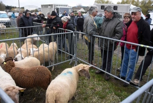 Bas-en-Basset : la foule des grands jours à la Foire aux ânes