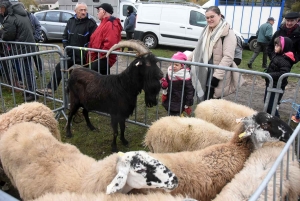 Bas-en-Basset : la foule des grands jours à la Foire aux ânes