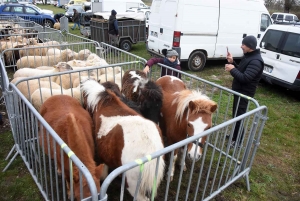 Bas-en-Basset : la foule des grands jours à la Foire aux ânes