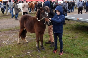 Bas-en-Basset : la foule des grands jours à la Foire aux ânes