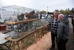 Bas-en-Basset : la foule des grands jours à la Foire aux ânes