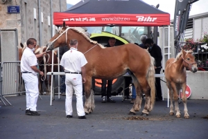 Chevaux lourds : une jument yssingelaise titrée à domicile