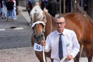 Chevaux lourds : une jument yssingelaise titrée à domicile