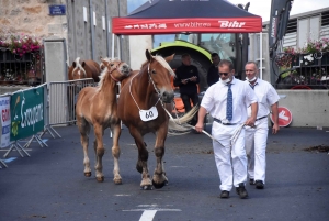 Chevaux lourds : une jument yssingelaise titrée à domicile