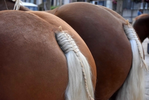 Chevaux lourds : une jument yssingelaise titrée à domicile