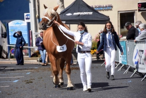 Chevaux lourds : une jument yssingelaise titrée à domicile