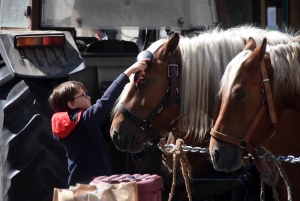 Chevaux lourds : une jument yssingelaise titrée à domicile