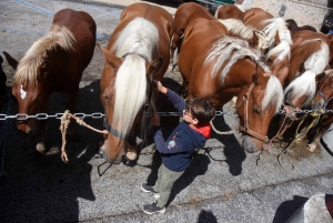 Chevaux lourds : une jument yssingelaise titrée à domicile